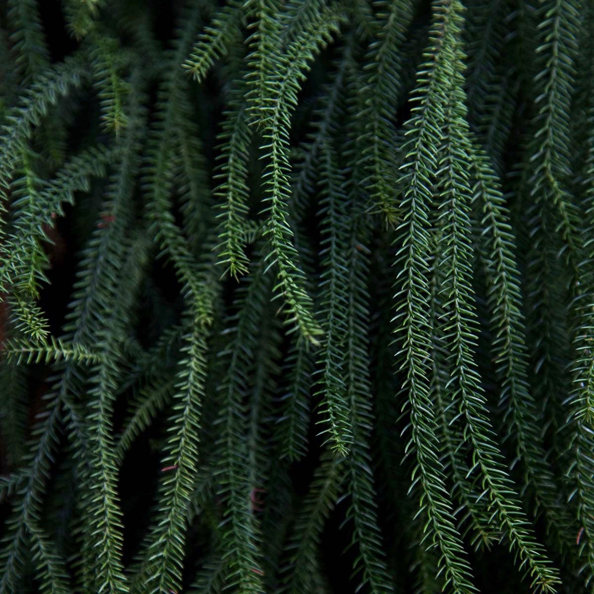 Plantas by Theresia Koch