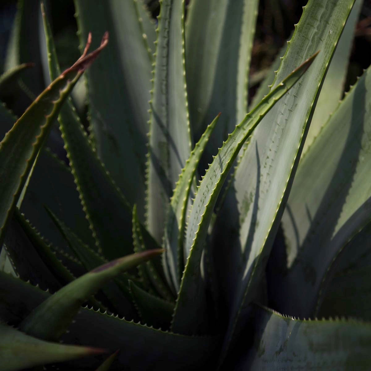 Plantas by Theresia Koch