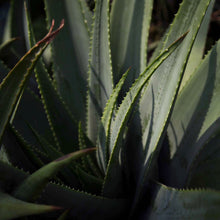 Plantas by Theresia Koch