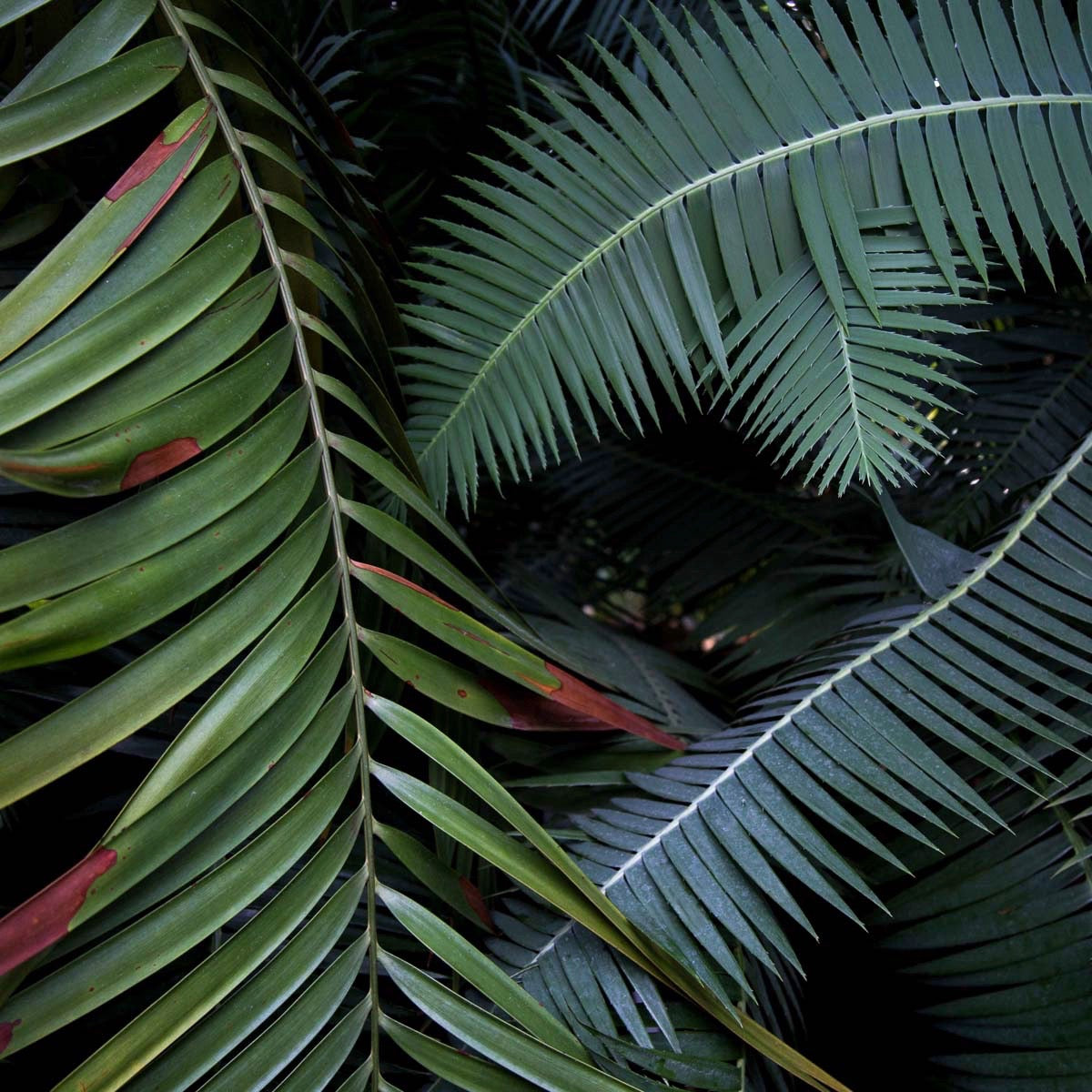 Plantas by Theresia Koch