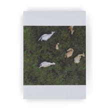 Cows by Philipp Specht: 3 Notecards