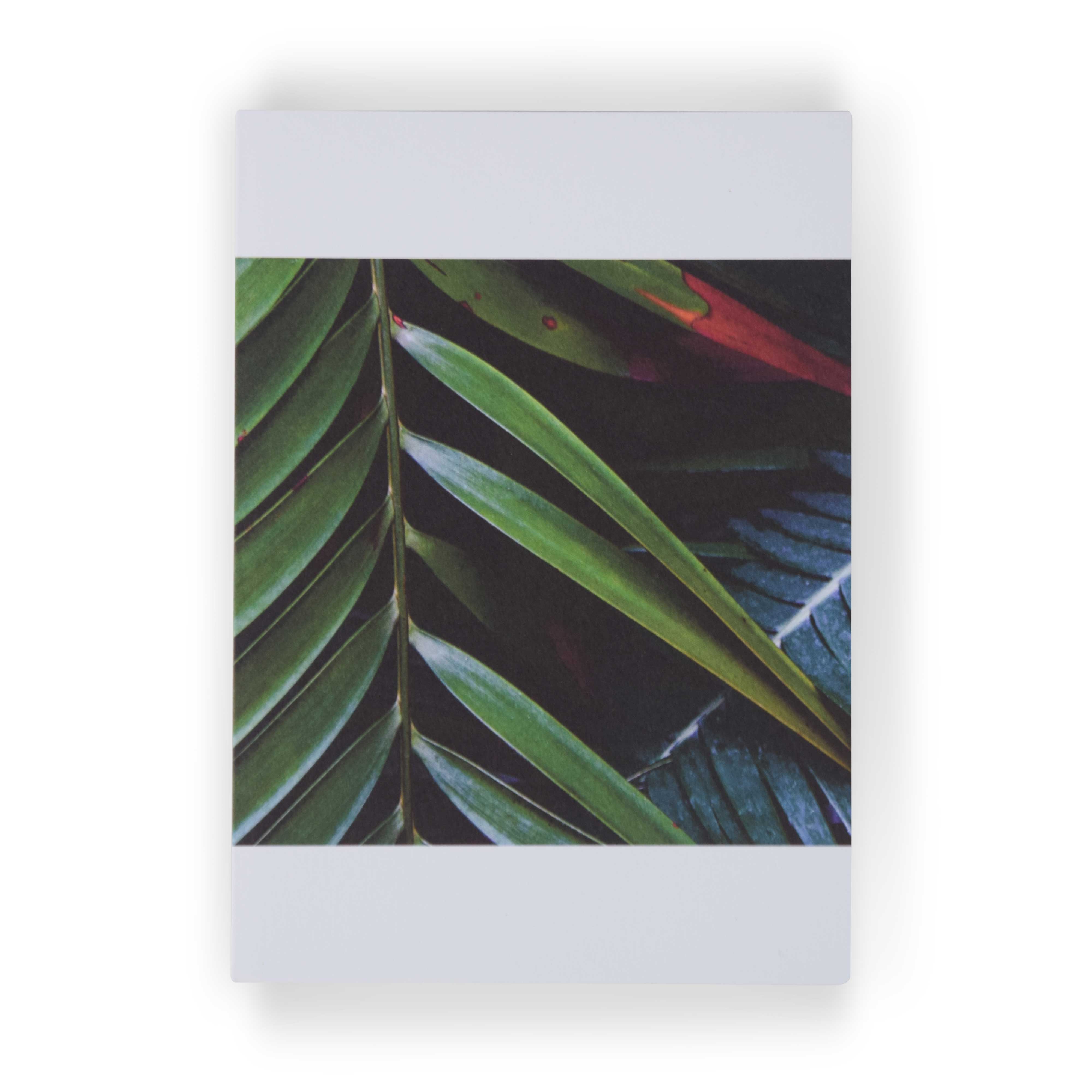Plantas III by Theresia Koch: 3 Notecards