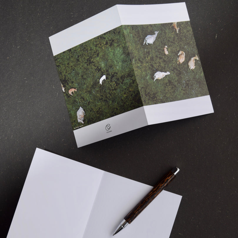 Cows by Philipp Specht: 3 Notecards